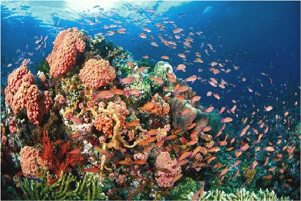 Cong-vien-tu-nhien-Tubbataha-Reefs-o-Philippines