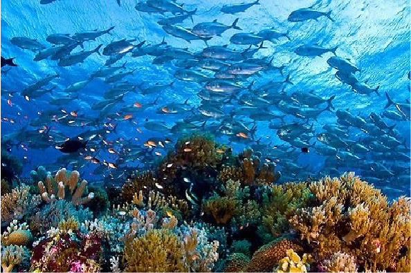 Cảnh dưới đáy biển ở vườn quốc gia biển Tubbataha Reef Philippines