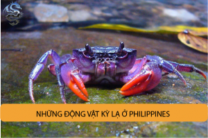 Những động vật kỳ lạ ở philippines