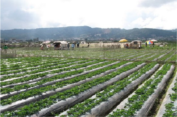 Trang-trai-dau-tay-o-Baguio-Philippines