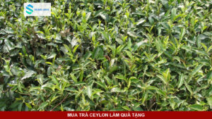 Những búp trà Ceylon xanh tươi thu hái từ vùng cao nguyên Nuwara Eliya.